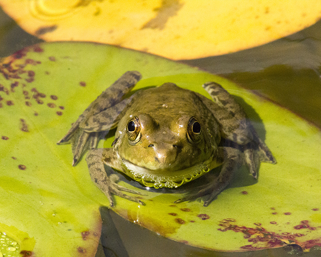 Frog On Lily, Photograph Printing, Concord, VA