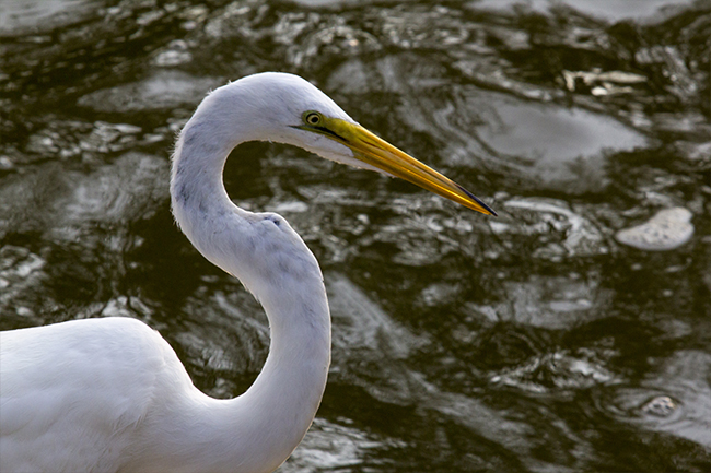 Egret, Commissioned Photography, Concord, VA